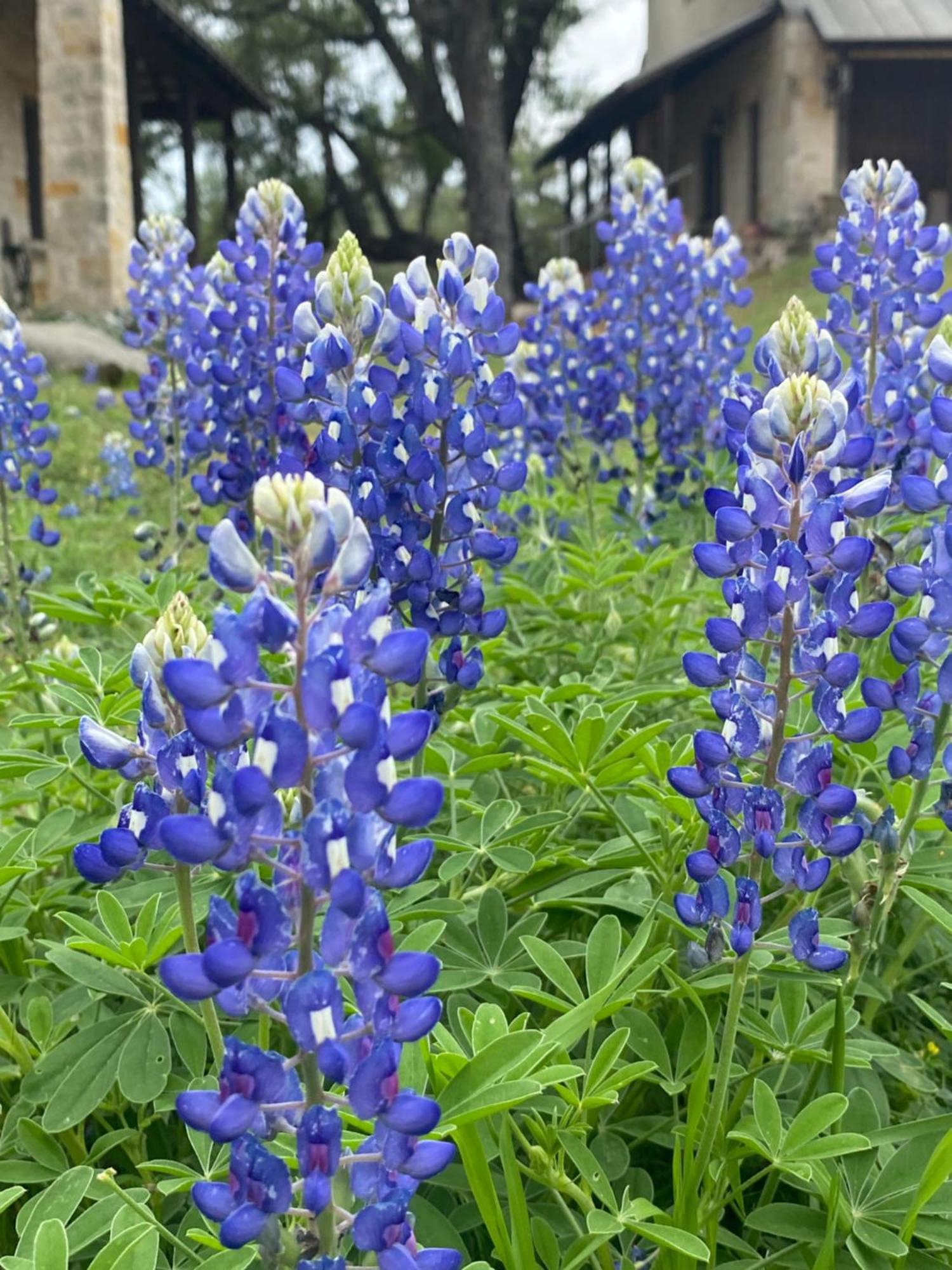 V700 Ranch Stays Marble Falls Bagian luar foto